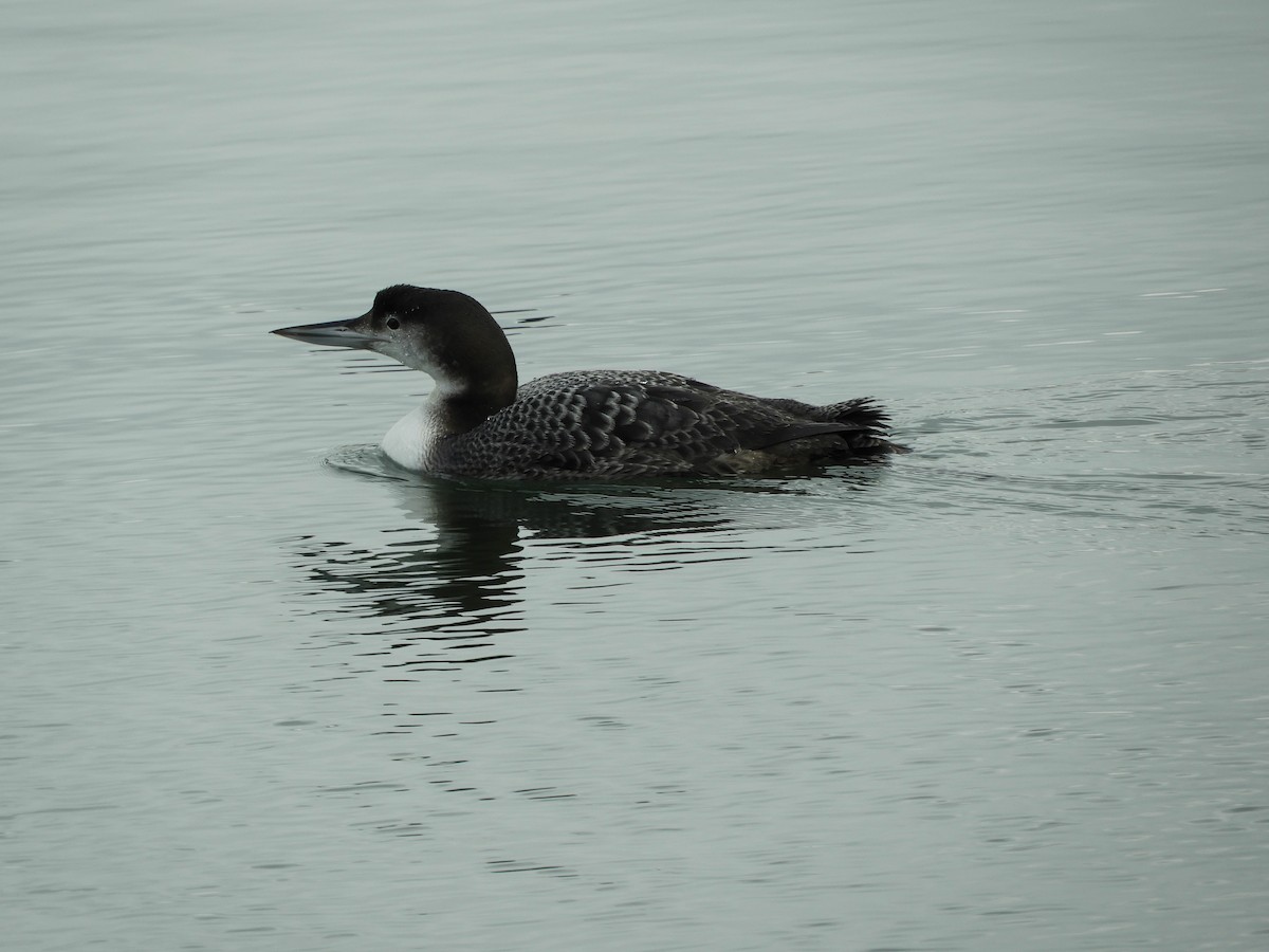 Common Loon - ML212497231