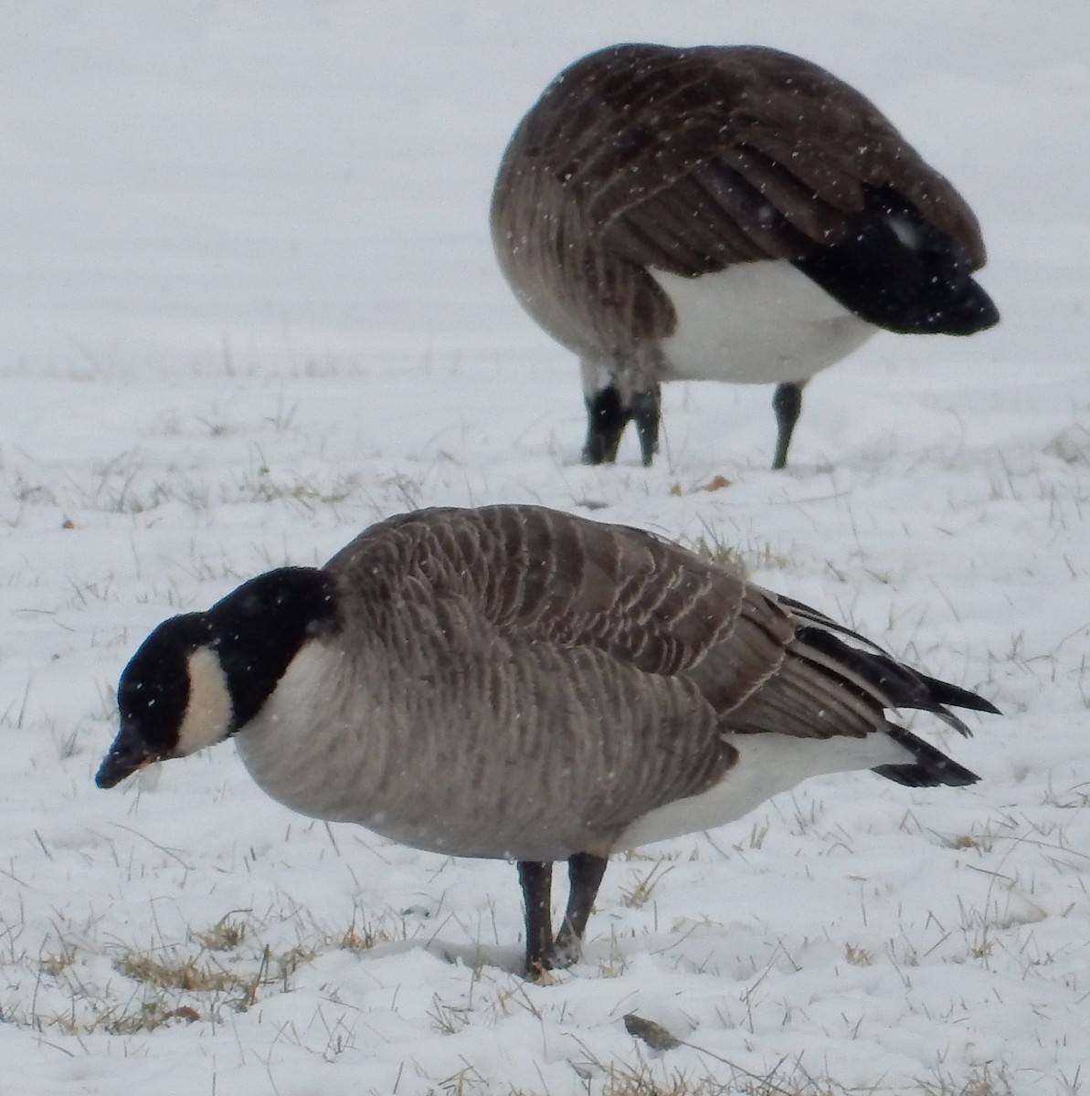 Cackling Goose - Uli MacDonald