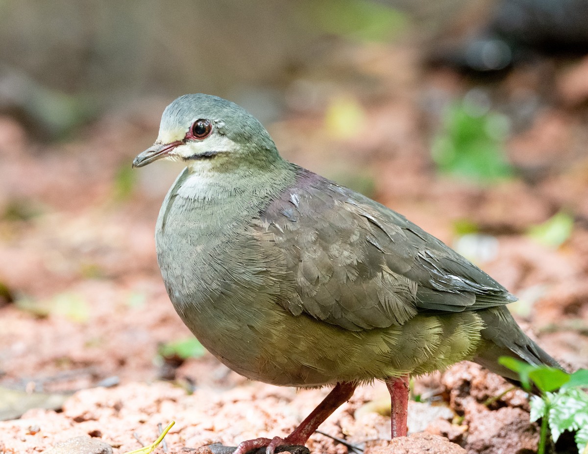 Purplish-backed Quail-Dove - ML212497981