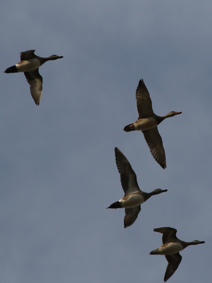 American Wigeon - Don Brode