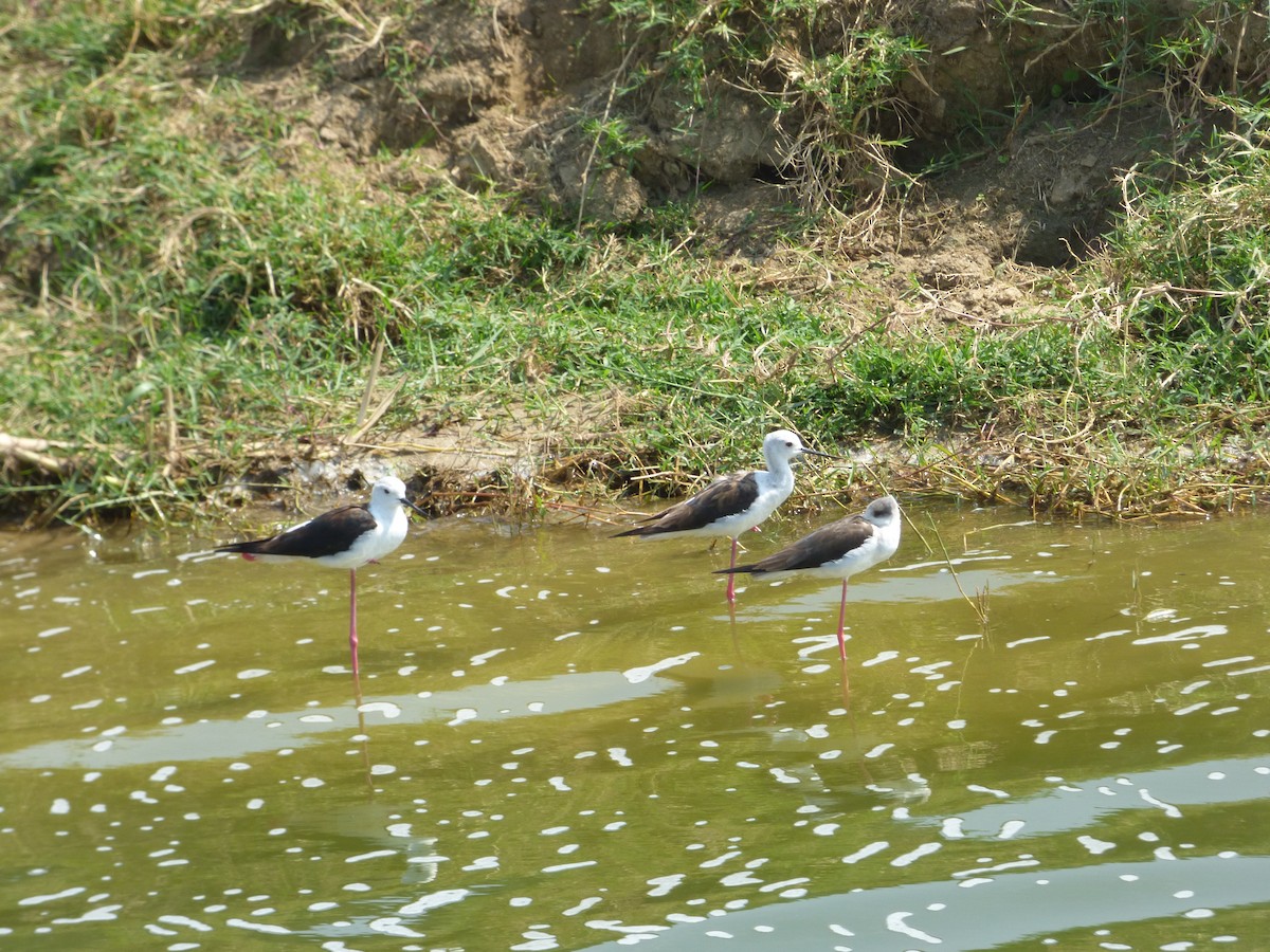 Black-winged Stilt - ML212499391