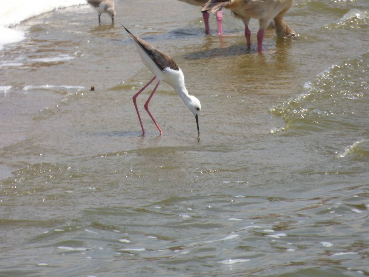 Black-winged Stilt - ML212499481