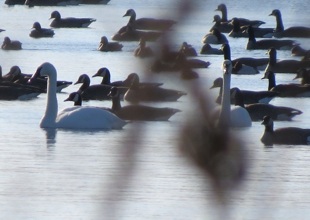 Tundra Swan - ML212499701