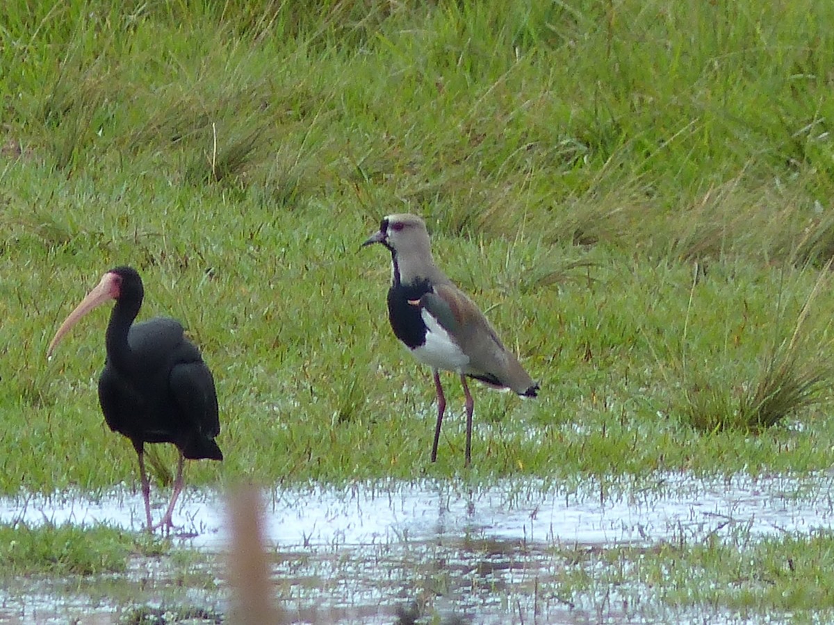 Southern Lapwing - ML212500921