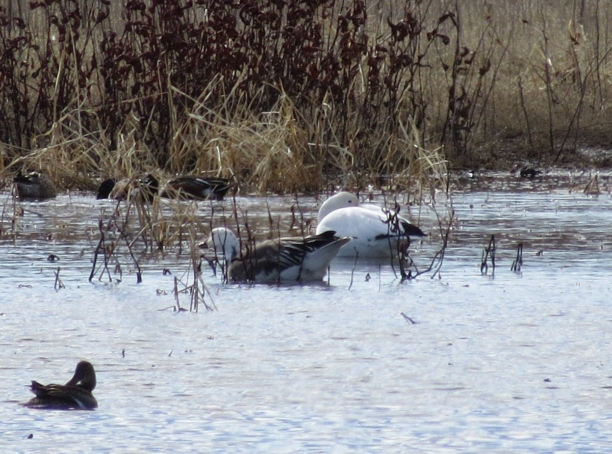 Snow Goose - ML212501611