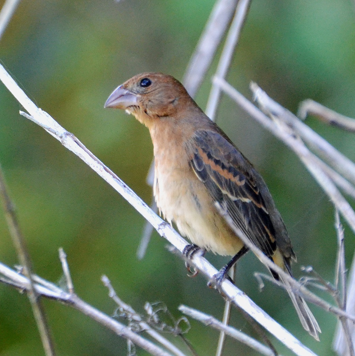 Blue Grosbeak - ML21250211