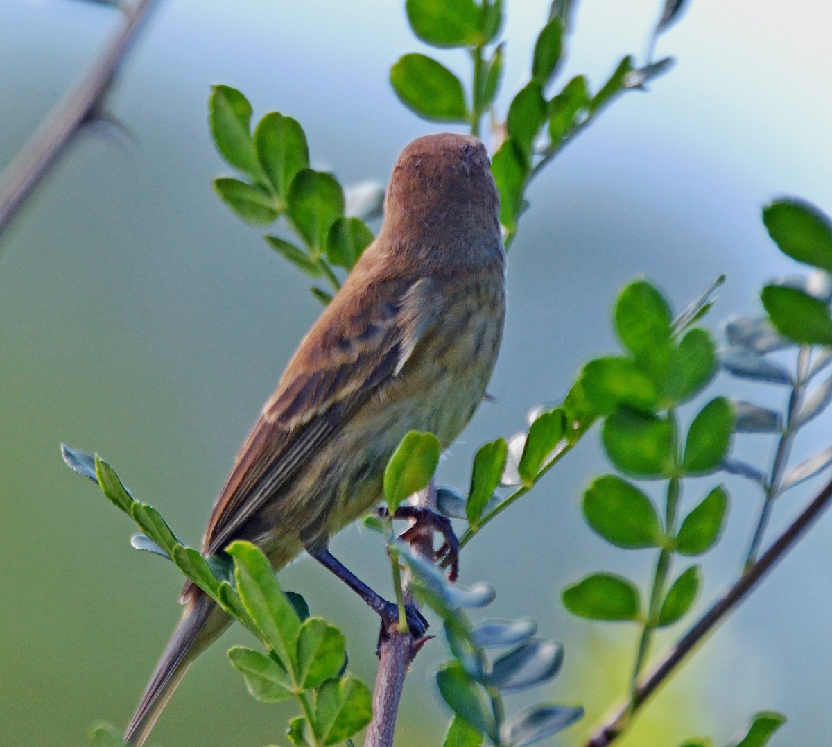 Passerin indigo - ML21250251