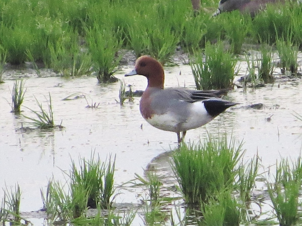 Eurasian Wigeon - ML212502751