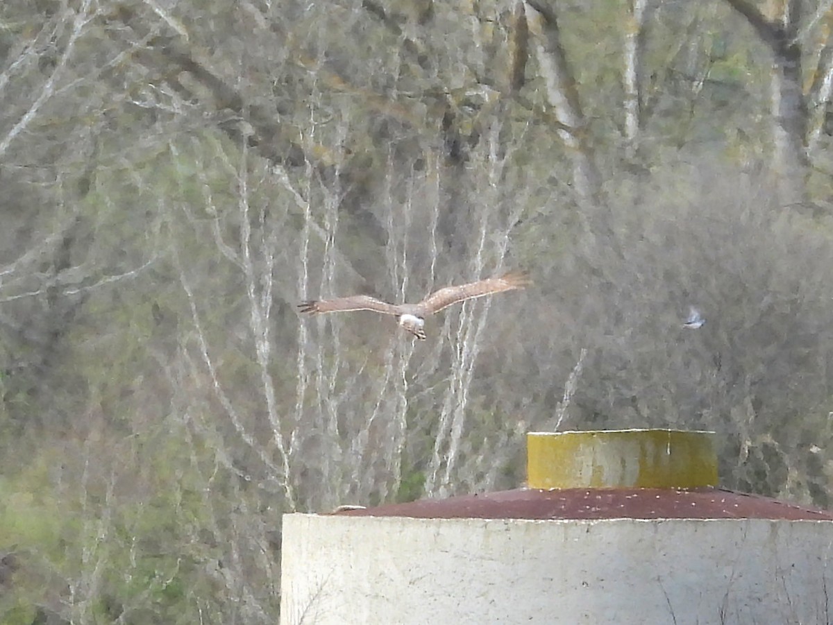 Hen Harrier - ML212502961