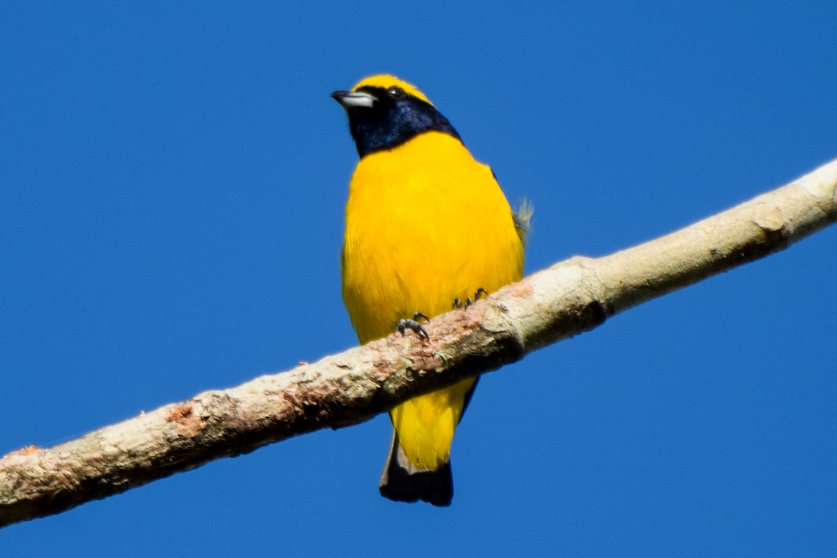 Yellow-crowned Euphonia - ML212503051