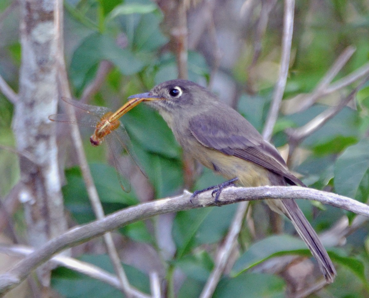 Cuban Pewee - ML21250461