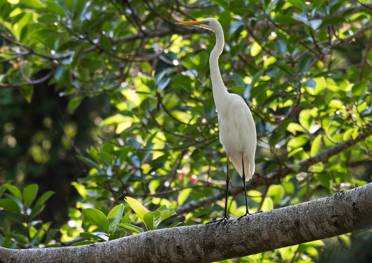 Great Egret - ML212505271