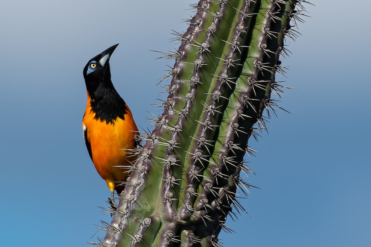 Venezuelan Troupial - Don Danko