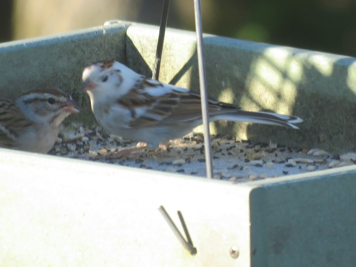 Chipping Sparrow - ML212506901