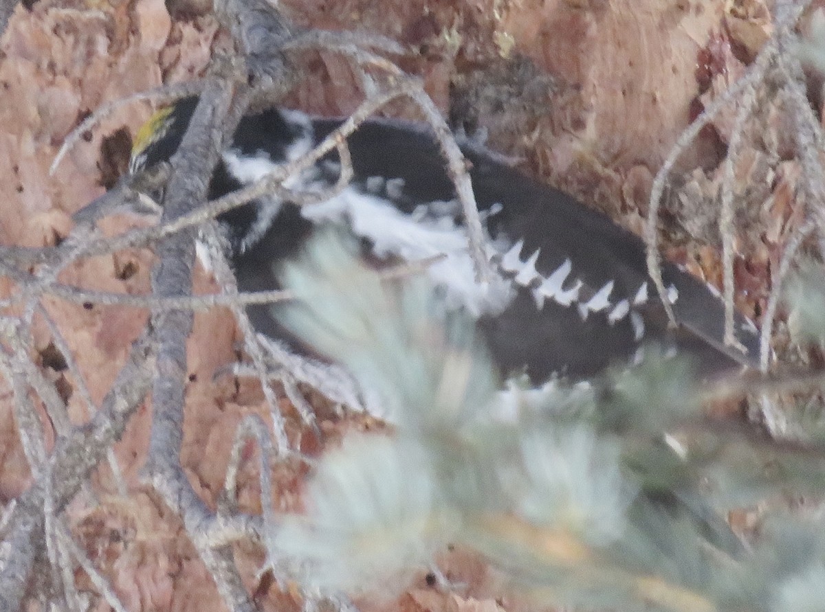 American Three-toed Woodpecker - ML212508121