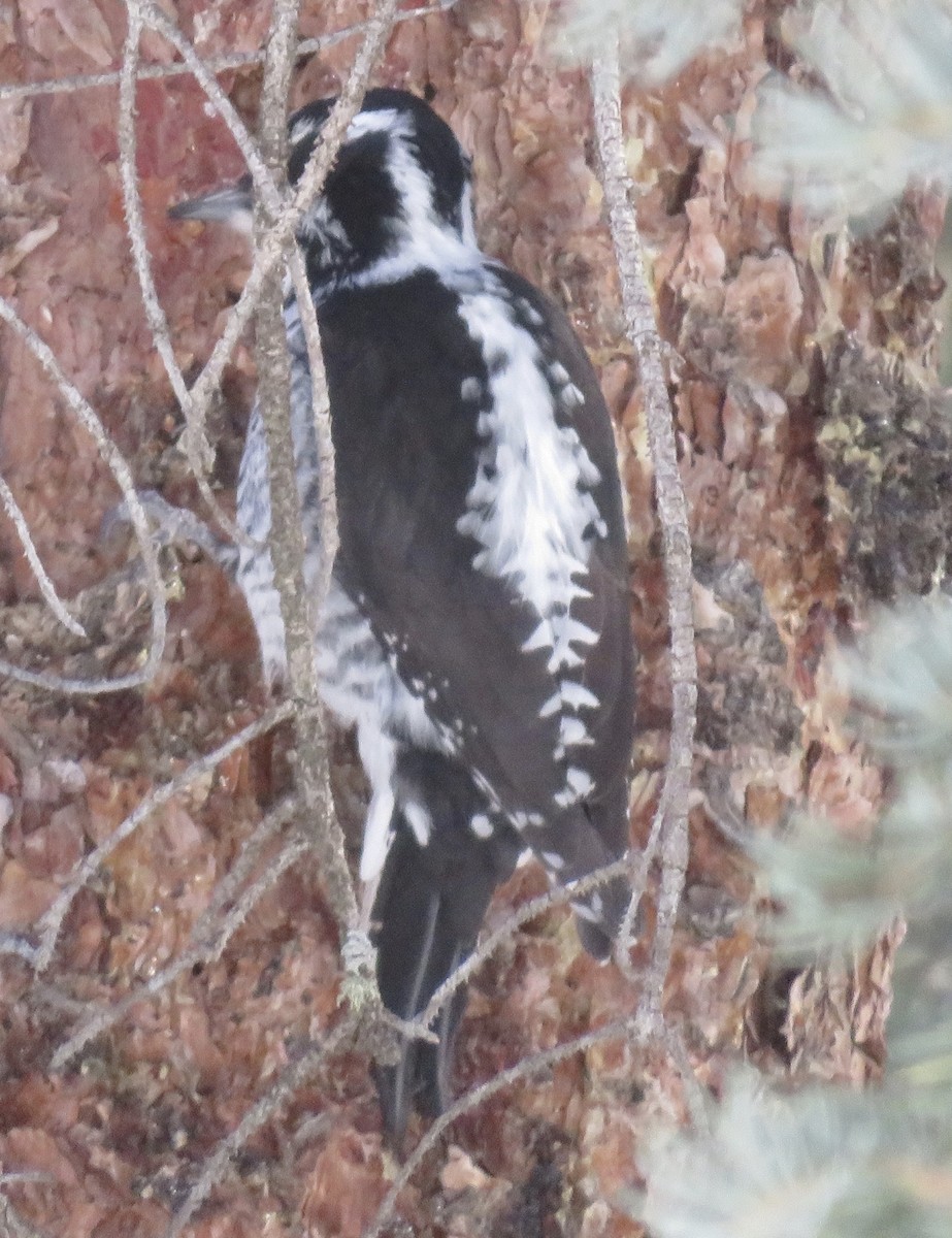 American Three-toed Woodpecker - ML212508151