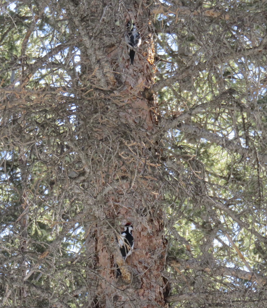 American Three-toed Woodpecker - ML212508161