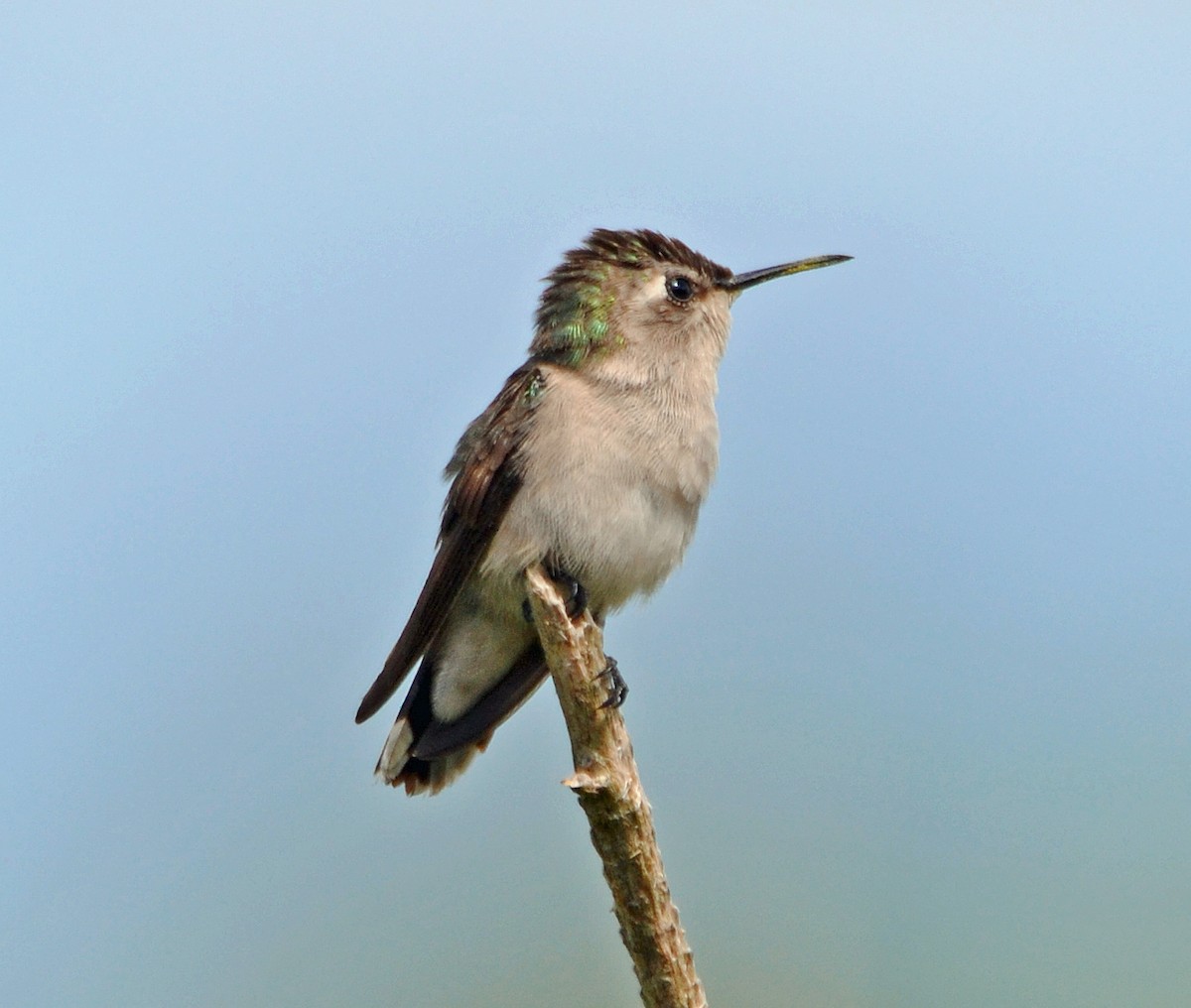 Bee Hummingbird - ML21250841