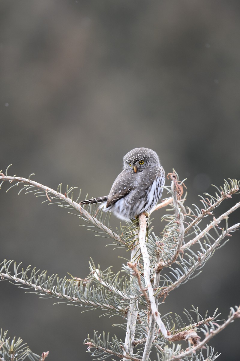 Northern Pygmy-Owl - ML212508431