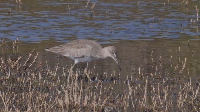 Willet (Western) - ML212509041