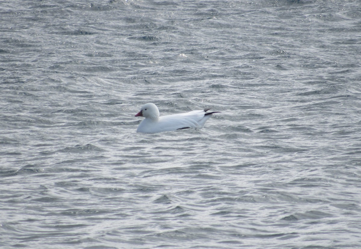 Ross's Goose - John Haas