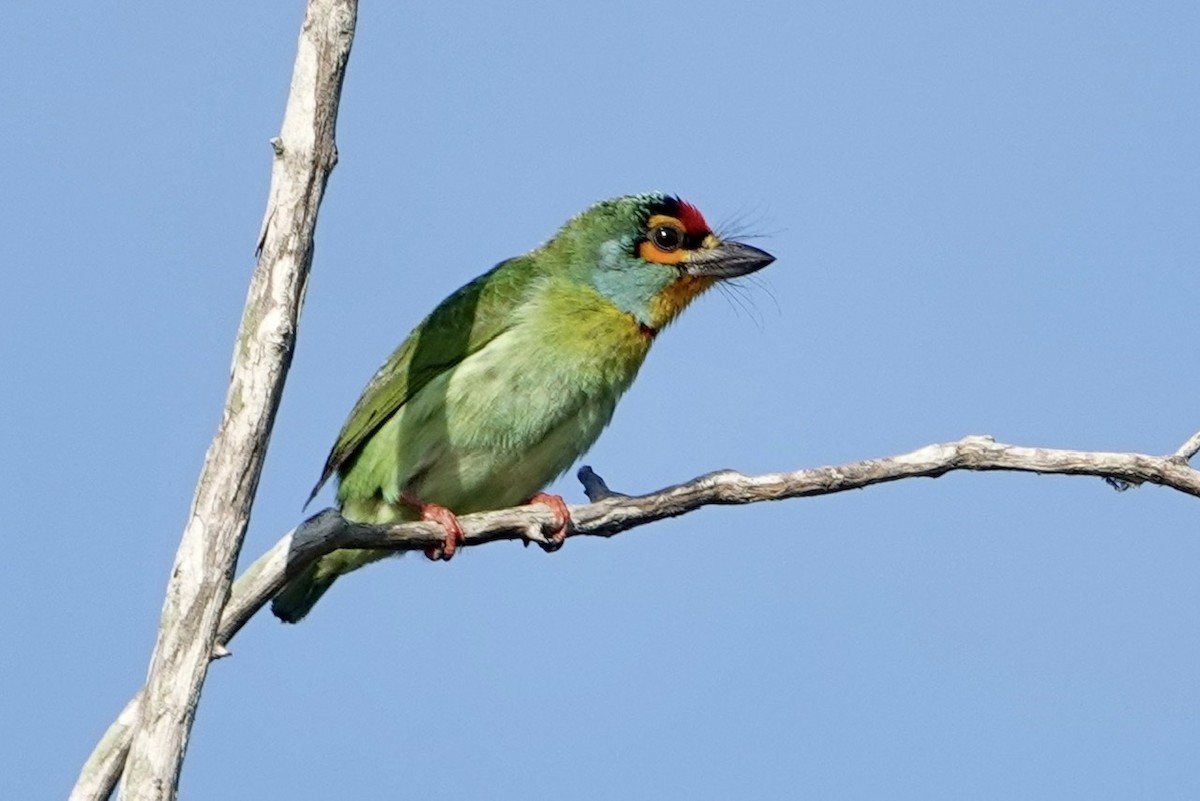 Crimson-fronted Barbet - Daniel Winzeler