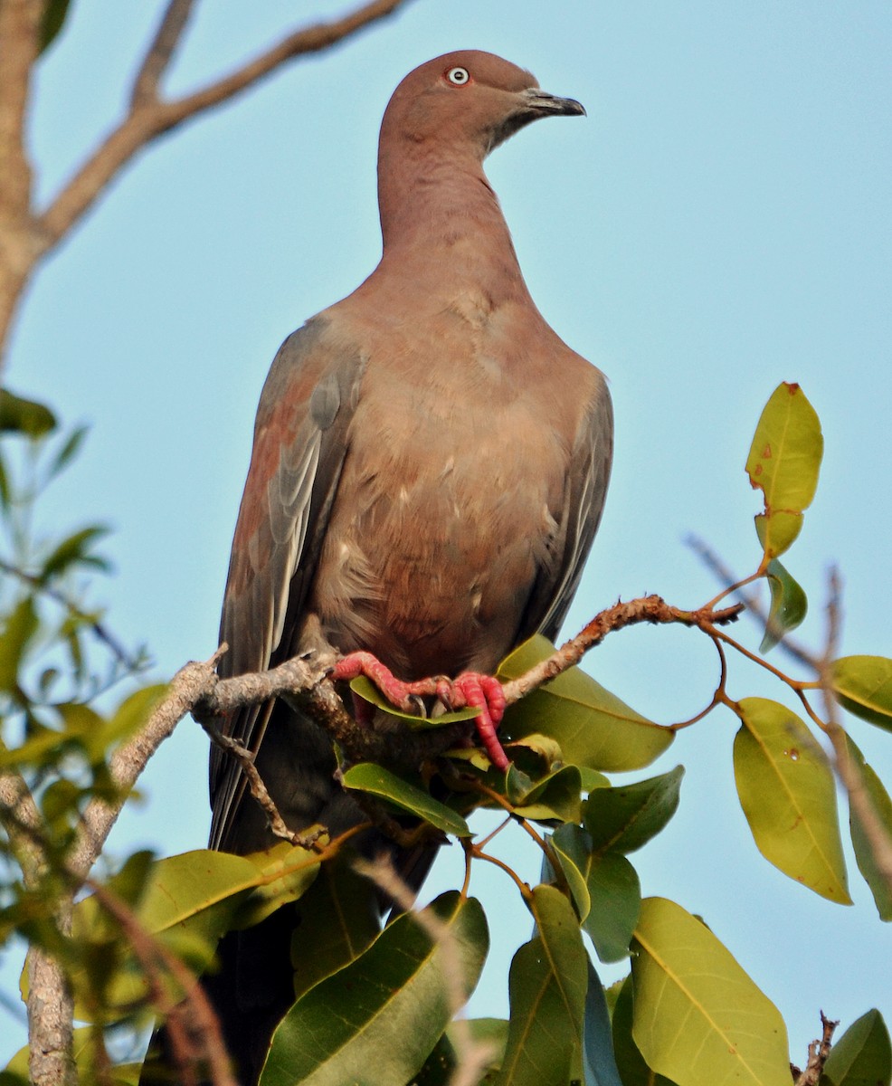 Plain Pigeon - ML21251091