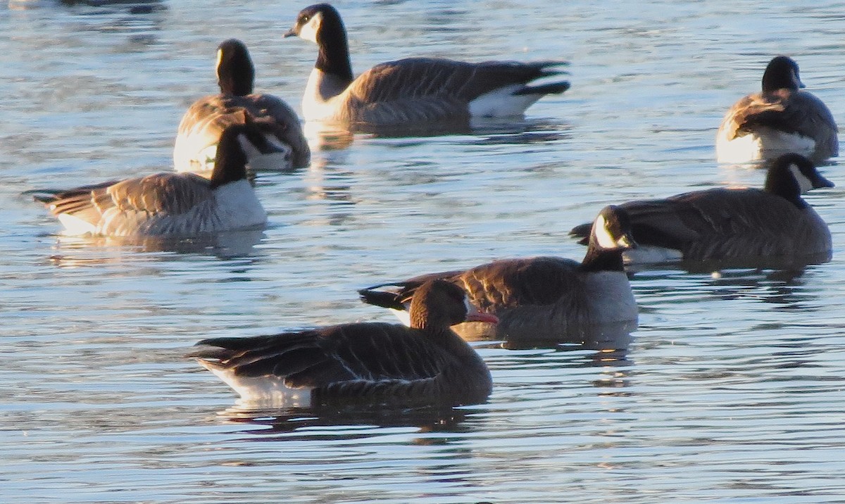 Greater White-fronted Goose - Ted Floyd