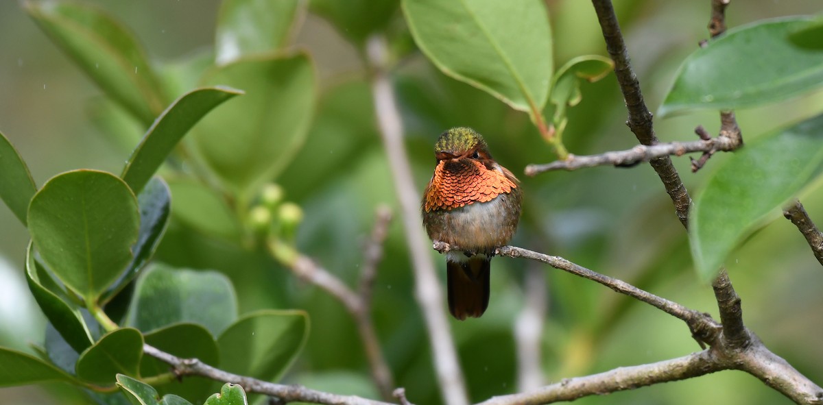 Scintillant Hummingbird - Simon Kiacz