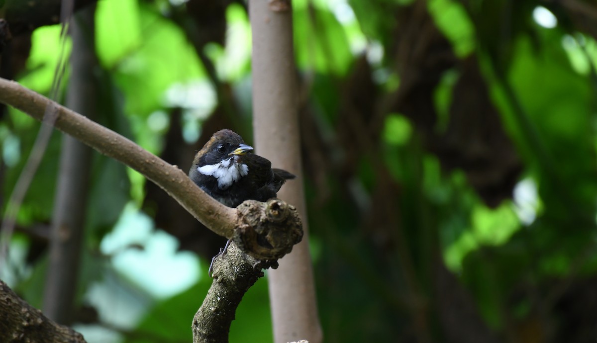 Chestnut-capped Brushfinch - Simon Kiacz