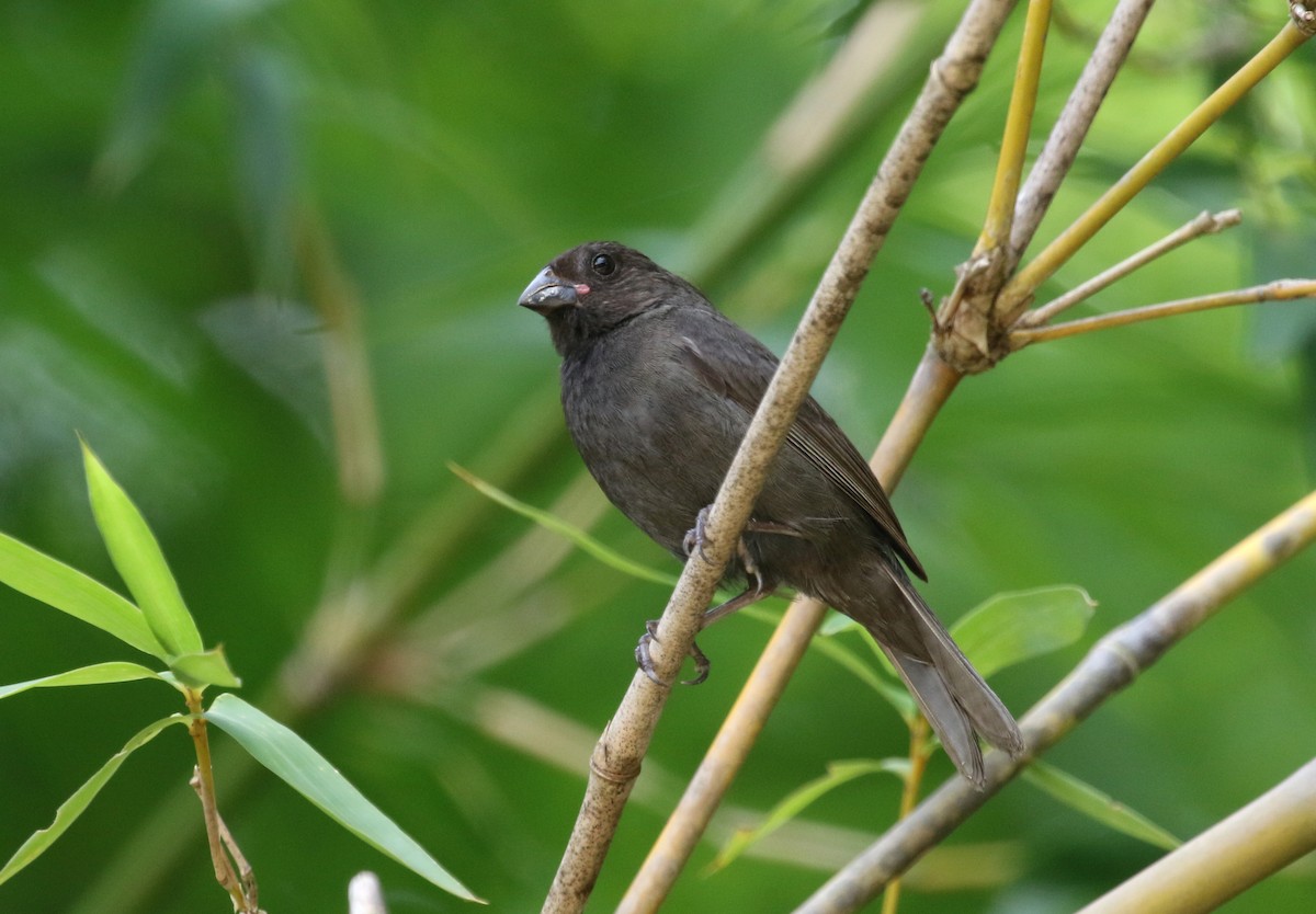 Sooty Grassquit - Daniel Branch