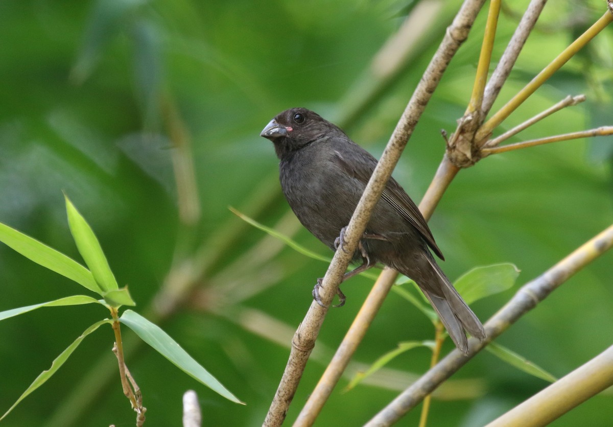 Sooty Grassquit - Daniel Branch