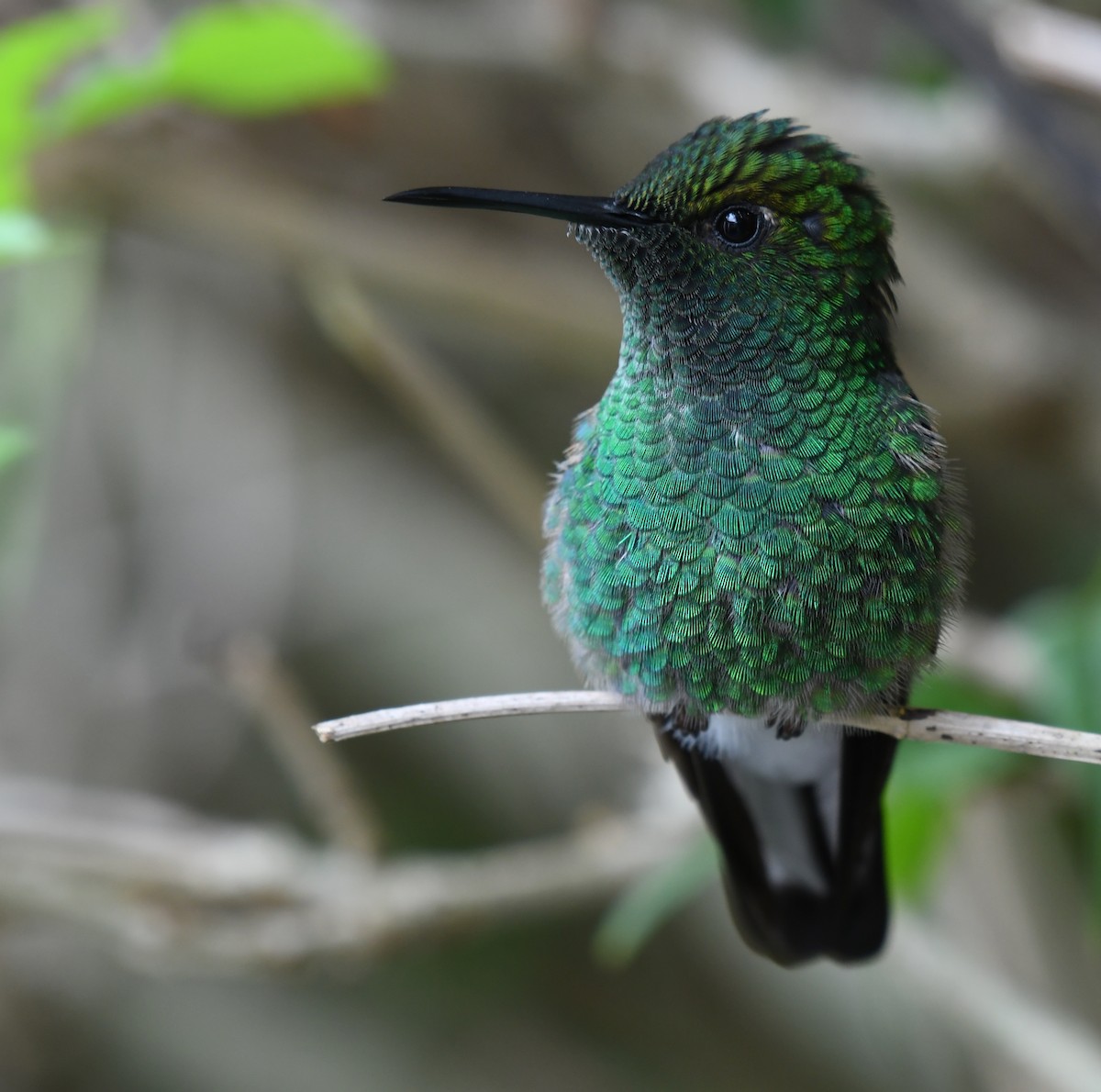 Stripe-tailed Hummingbird - ML212515821