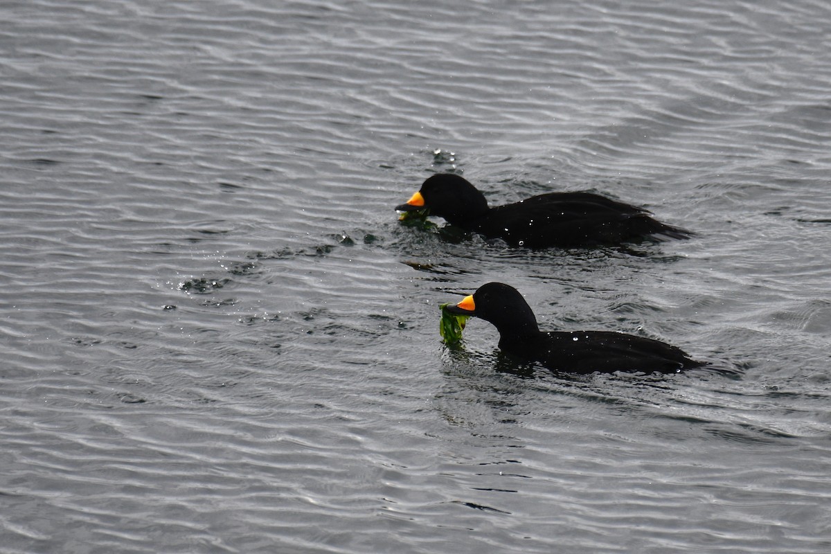 Black Scoter - ML212518151