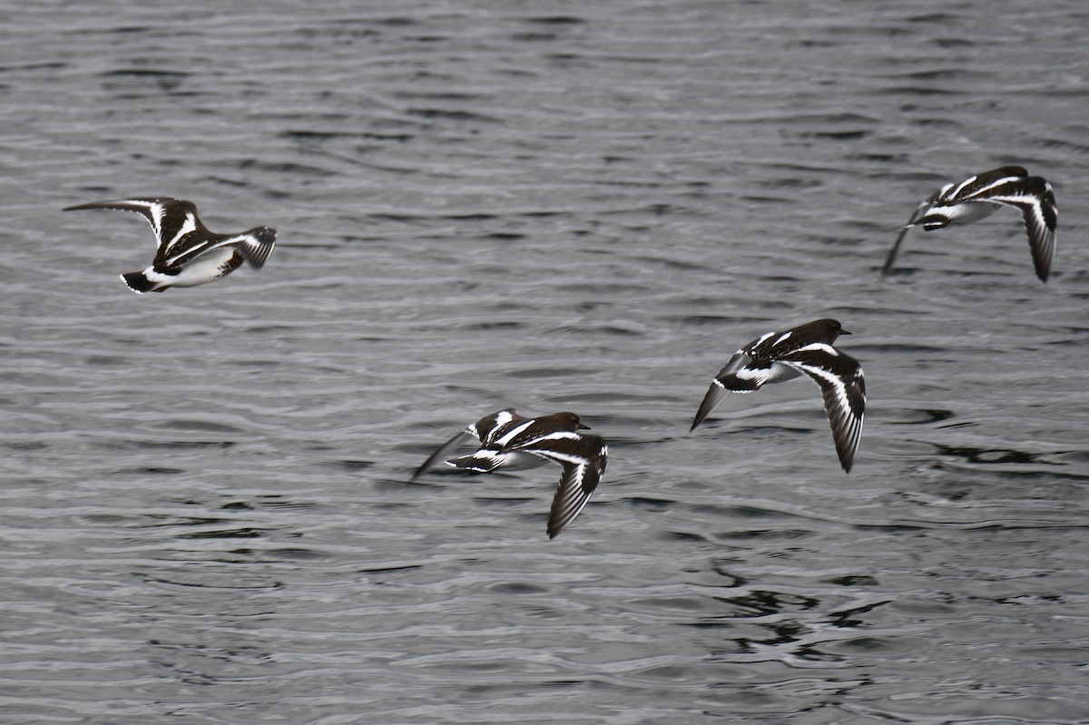 Black Turnstone - Will Brooks