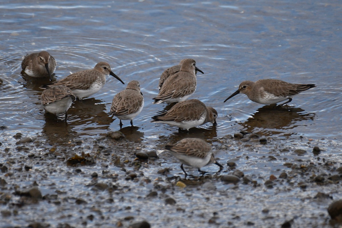 Dunlin - Will Brooks