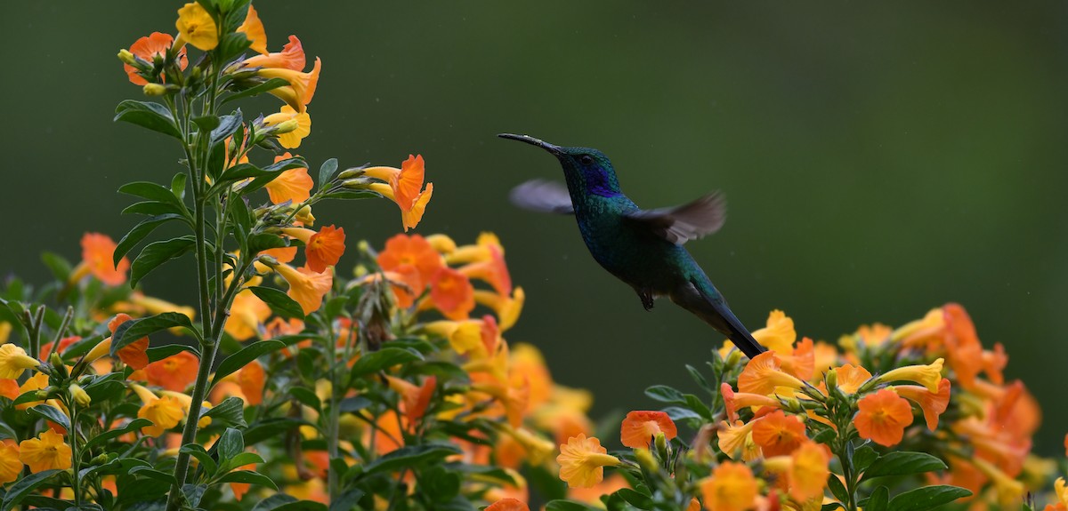 Lesser Violetear - ML212520001