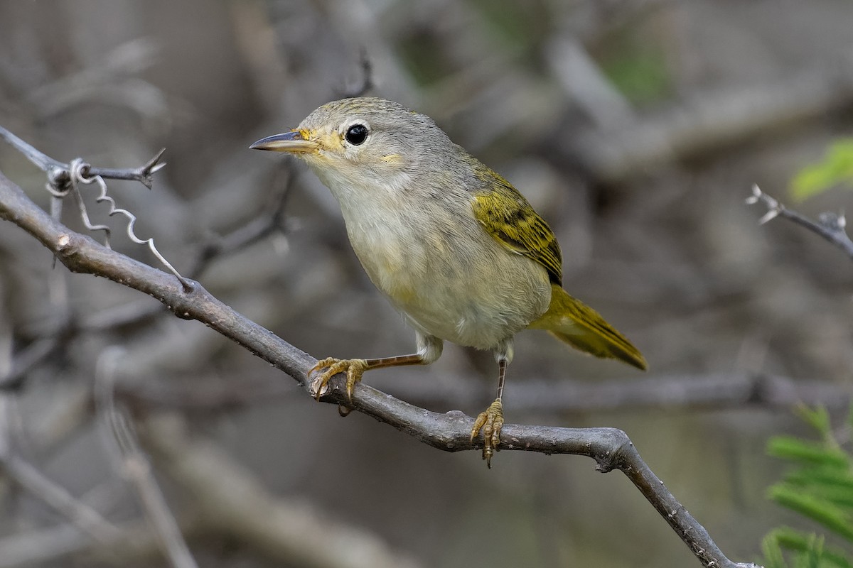 Northern/Mangrove Yellow Warbler - ML212523881