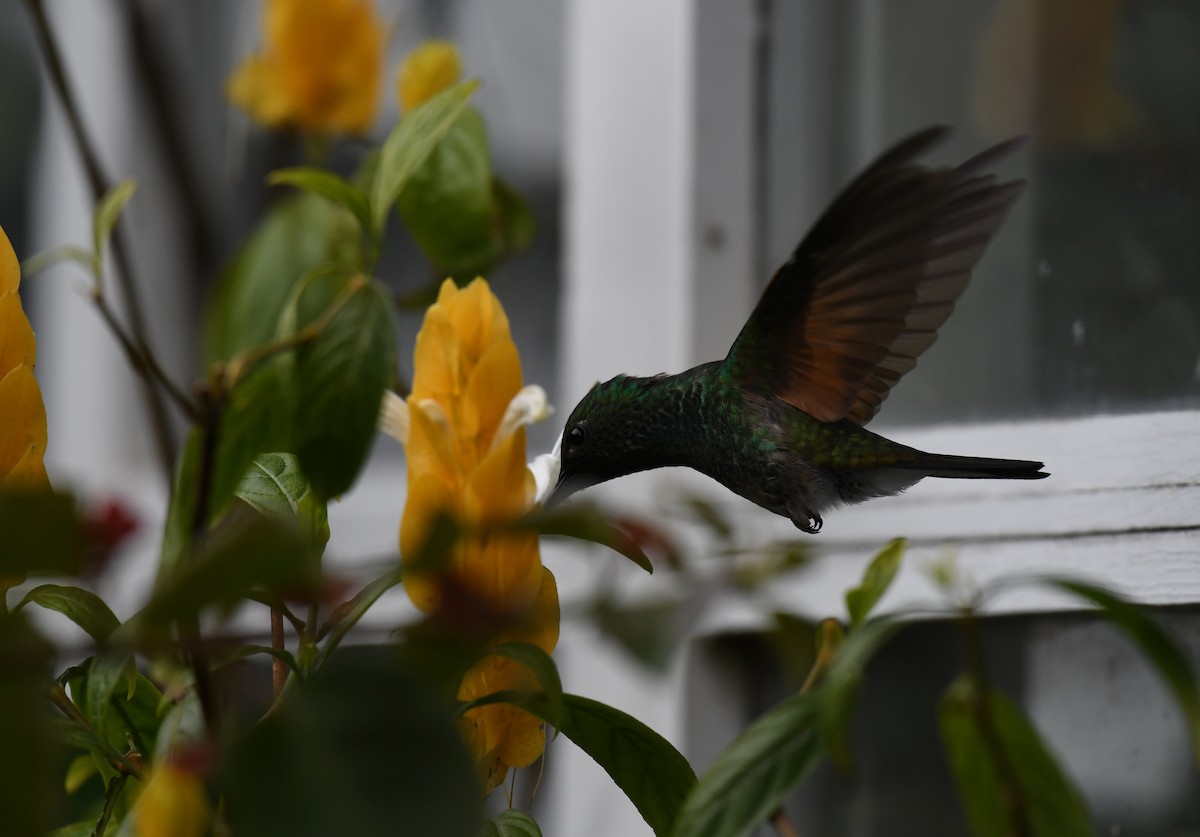 Stripe-tailed Hummingbird - ML212525751