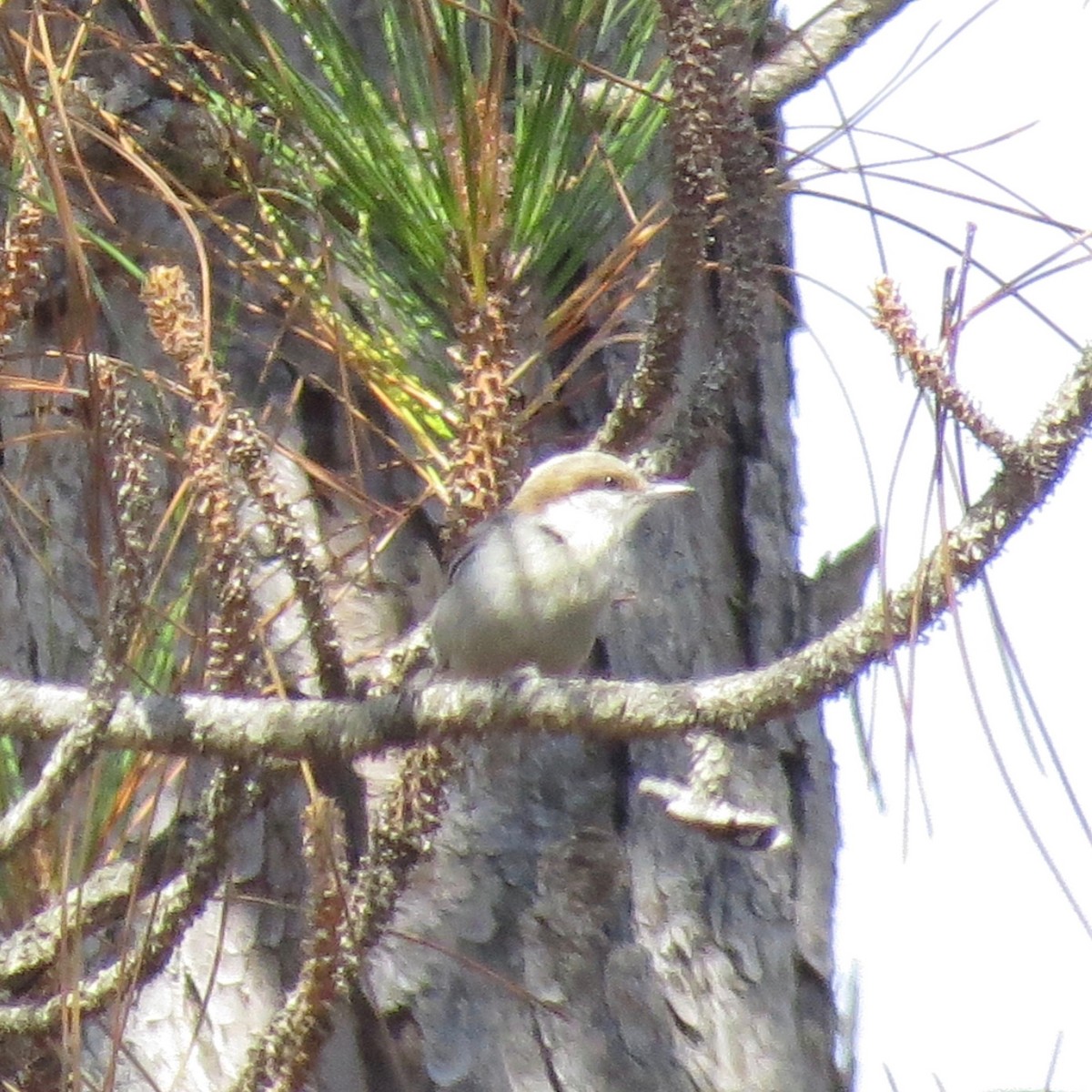 Brown-headed Nuthatch - Mark Carter