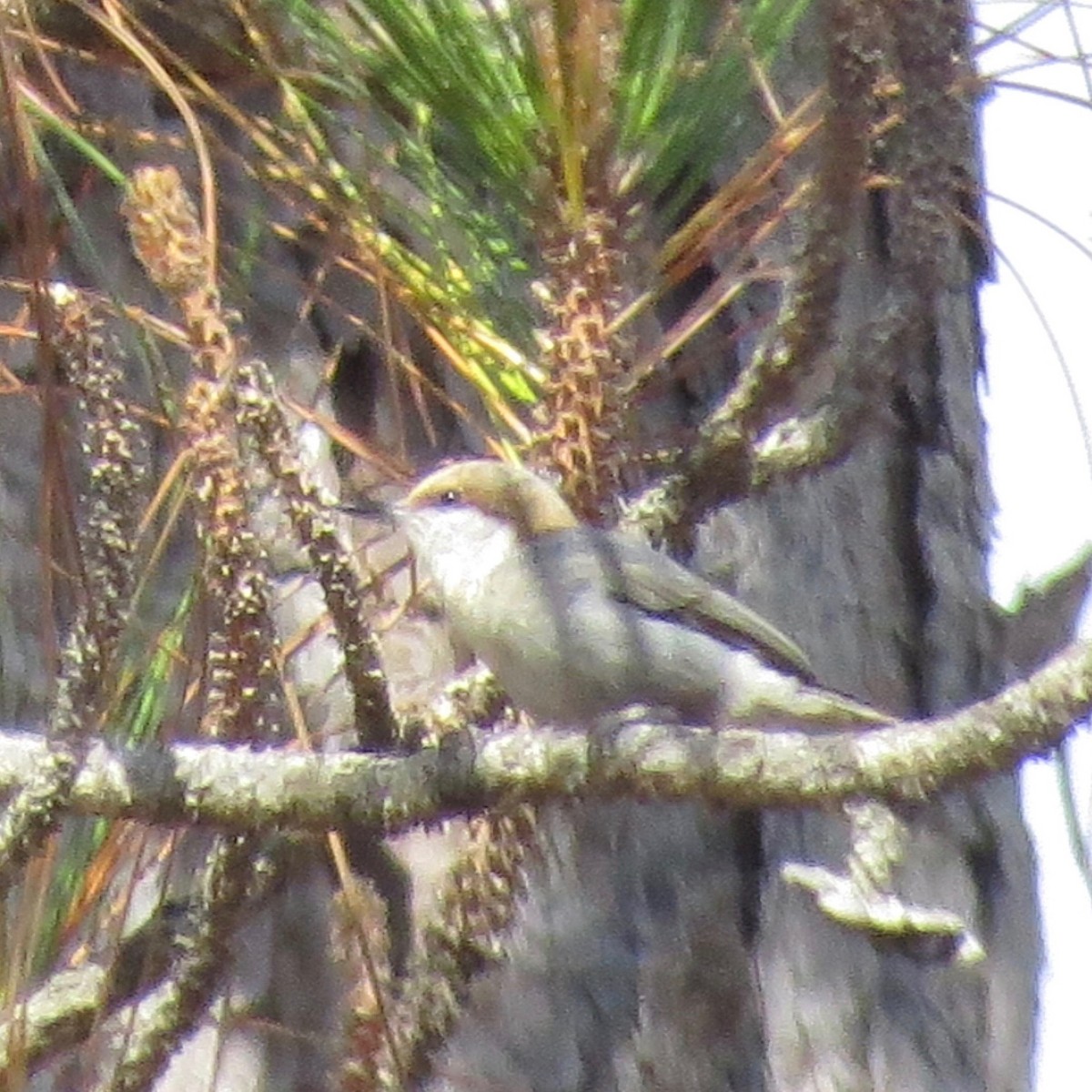 Brown-headed Nuthatch - Mark Carter