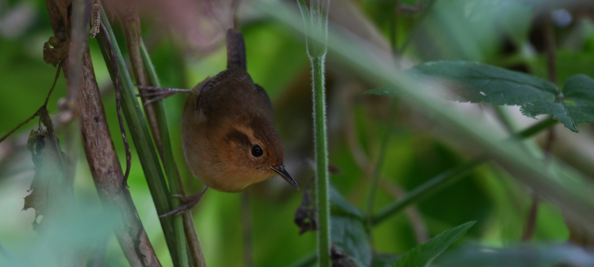 Ochraceous Wren - ML212526721