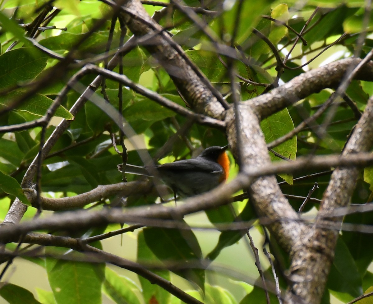 Flame-throated Warbler - ML212526981