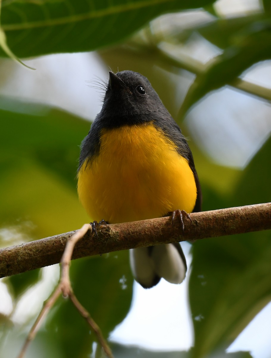 Slate-throated Redstart - ML212527271