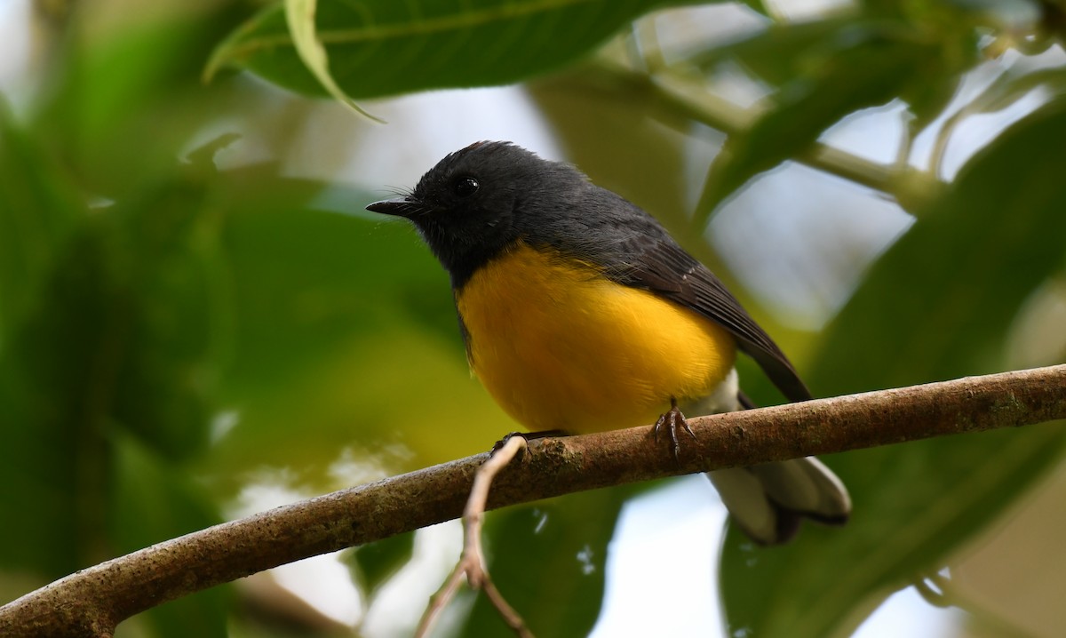 Slate-throated Redstart - ML212527451