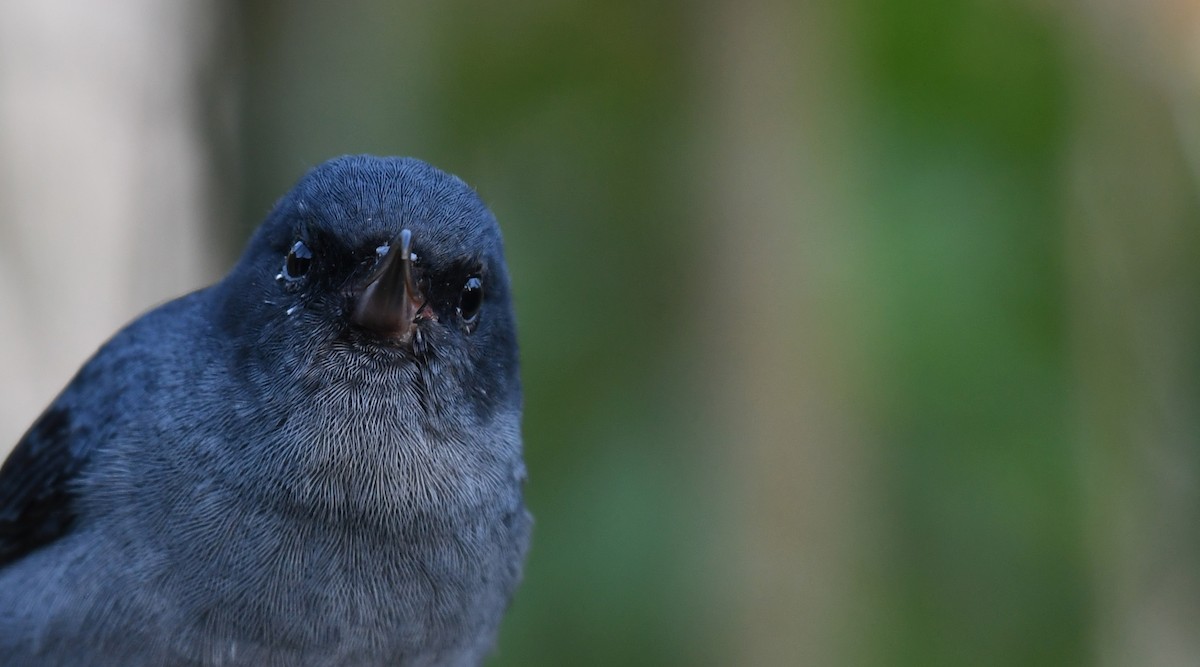 Slaty Flowerpiercer - ML212528031