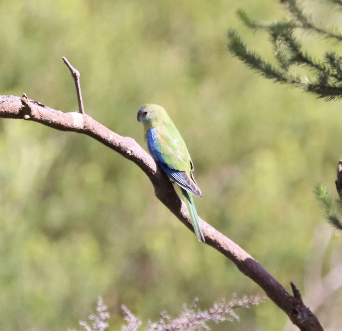 Turquoise Parrot - ML212529701