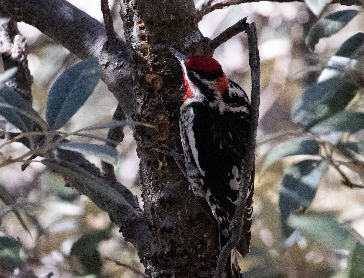 Red-naped Sapsucker - Marty Herde
