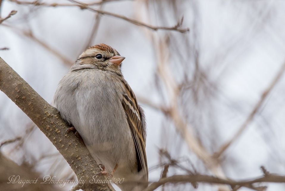 Chipping Sparrow - ML212535041