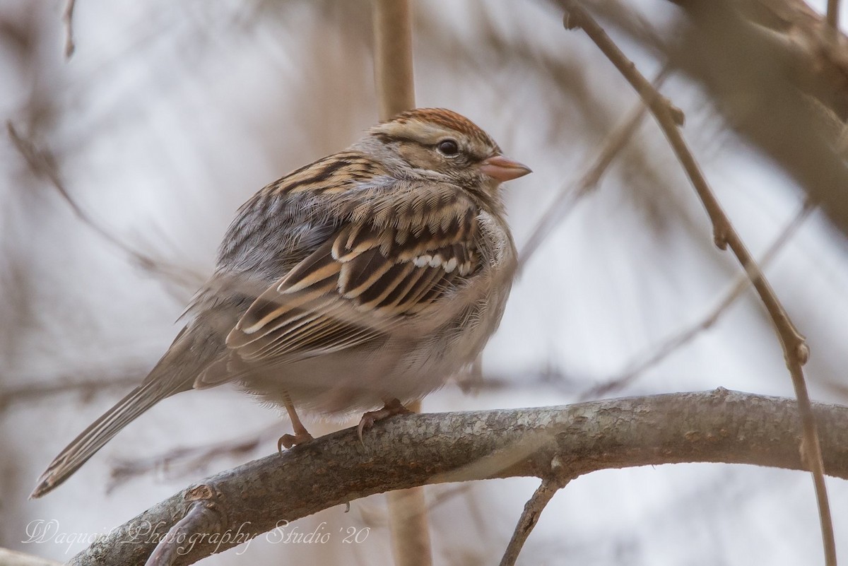 Chipping Sparrow - ML212535051